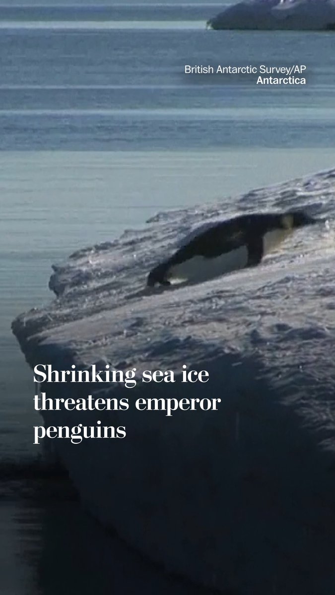Emperor penguins are threatened by shrinking sea ice in Antarctica, according to the British Antarctic Survey. The scientists observed the birds’ molting sites and found that when the ice breaks out from under the penguins when they are without their waterproof feathers, they can become hypothermic in the water. “This is totally new to us,” Peter Fretwell, lead author of the British Antarctic Survey, said on Feb. 24. “We could never see the emperor penguin molting sites before and it's only because the sea ice has contracted that we can, we can actually monitor them over this time period.”