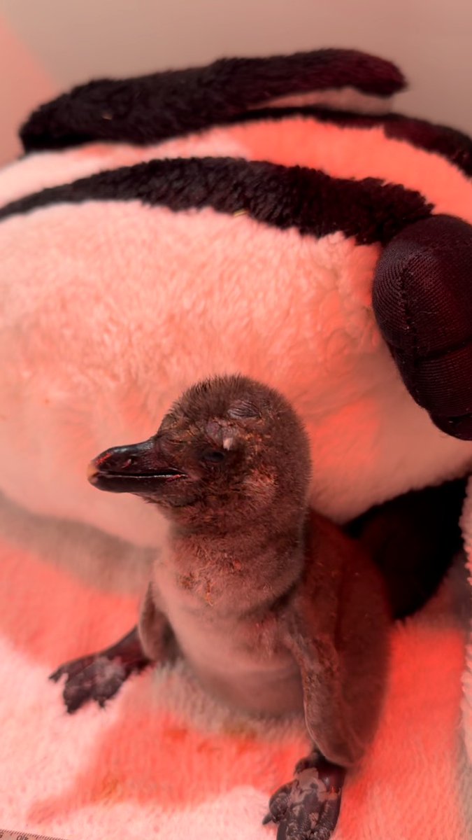 Ever heard a penguin chick 'chirp'? You're welcome. 🐧