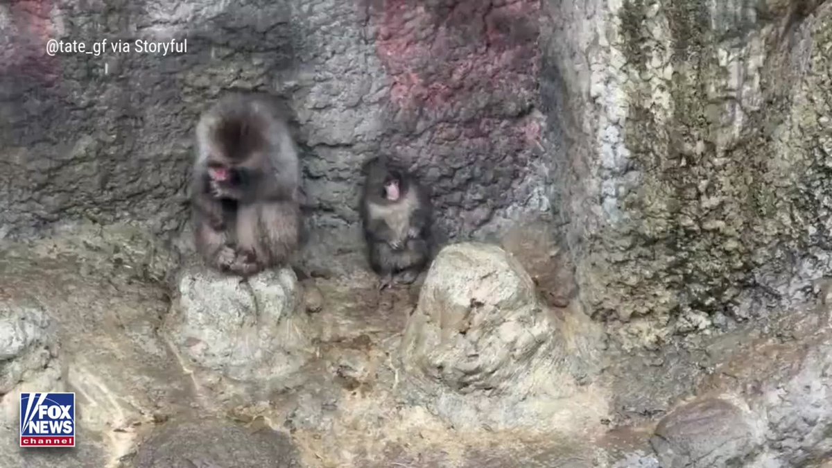 MONKEY SEE, MONKEY DO: Punch, the internet-famous monkey at Japan’s Ichikawa Zoo, was seen mimicking an older monkey while sheltering from the rain. The once-abandoned primate is now settling in and making friends, the zoo said.