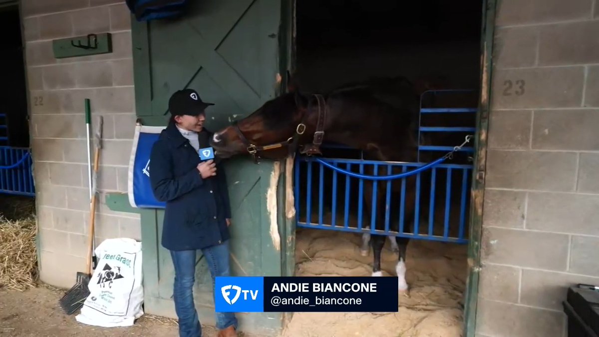 MAGNITUDE is headed to post in the Razorback Handicap this weekend at Oaklawn Hot Springs. @Andie_Biancone had an nice visit with the affectionate colt earlier today.
