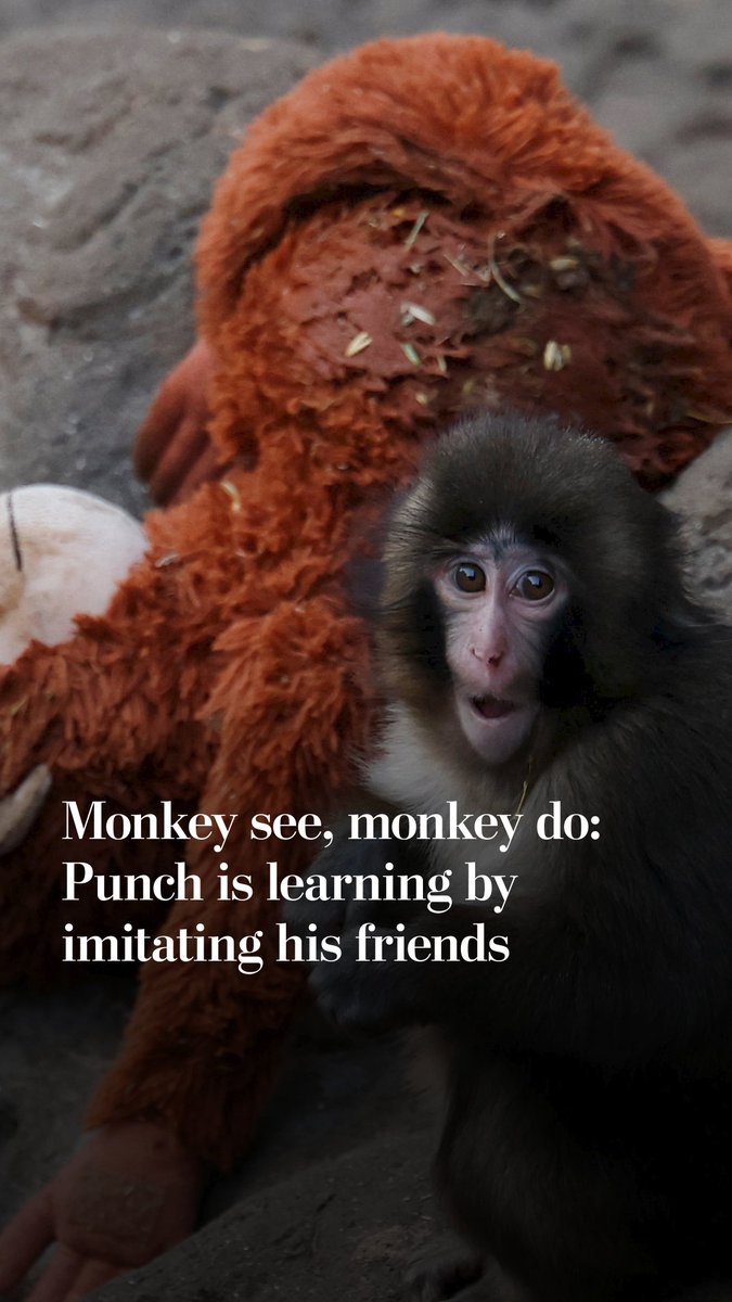 For Punch, a 7-month-old macaque, fame and loneliness have collided. But after weeks of being scolded by his fellow monkeys, they're taking a chance on letting him in.