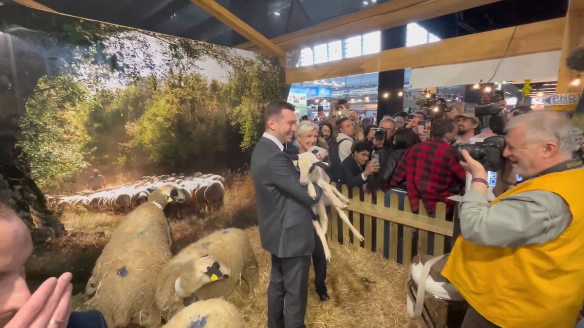 Les vraies stars du Salon de l'Agriculture, ce sont ces agneaux du Lot ! 🐑 #SIA2026