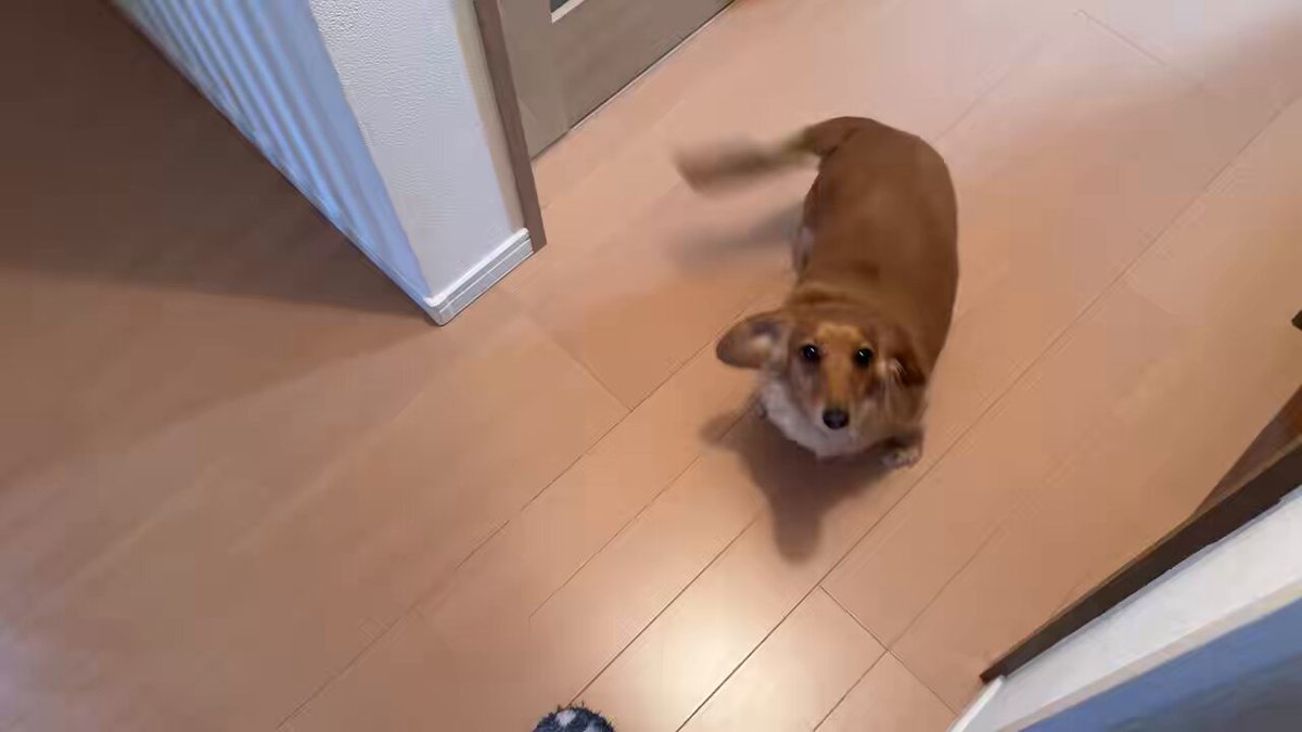 2階から下りて来ただけなのに鳴かれた😅