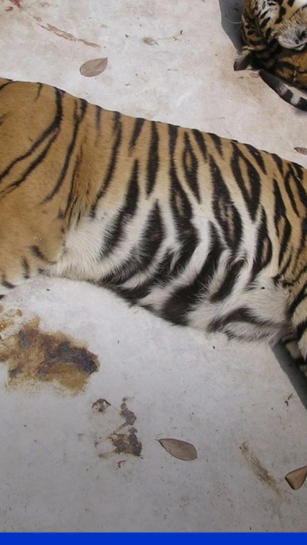 Pourquoi 72 tigres sont décédés subitement dans un parc animalier très touristique en Thaïlande?