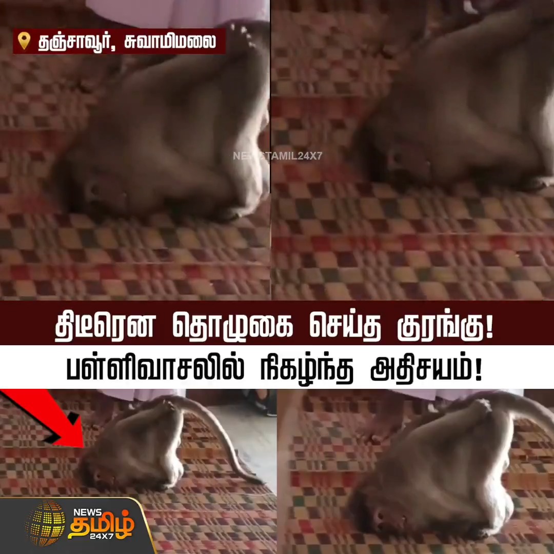 திடீரென தொழுகை செய்த குரங்கு..! பள்ளிவாசலில் நிகழ்ந்த அதிசயம்..! #Kumbakonam #Masjid #Monkey #Viral #Ramadan2026 #Newstamil24x7