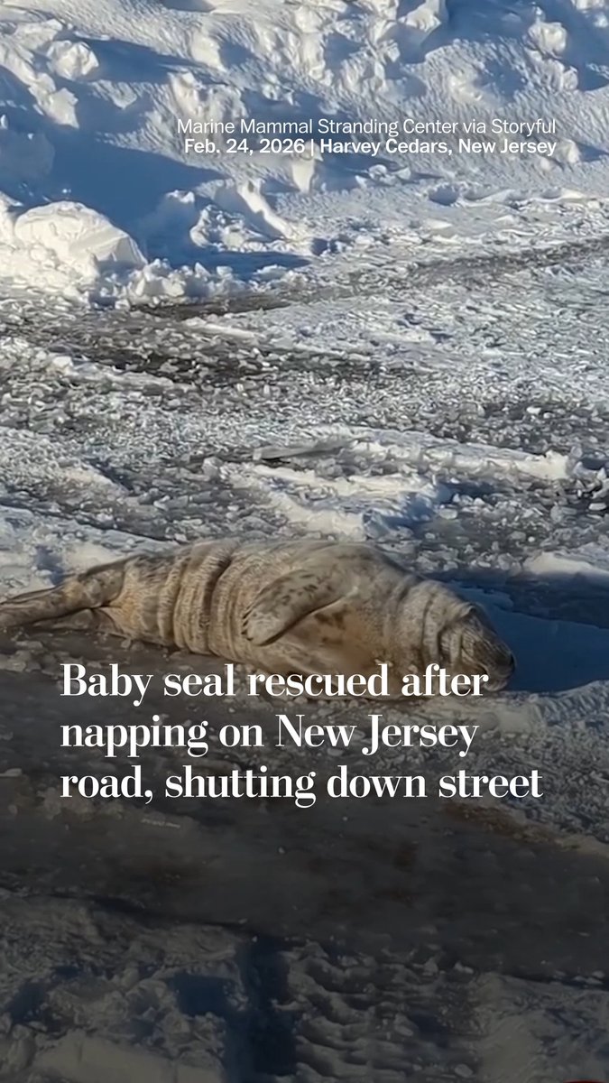 When a young seal was spotted napping on a New Jersey road on Feb. 24, the Marine Mammal Stranding Center sent help. “It seems this pup wasn’t successfully feeding herself, dropping back down to close to birth weight by the time she completed her 300+ mile marathon swim south from the pupping grounds in Canada and New England to New Jersey,” the Marine Mammal Stranding Center shared in an update. The organization is now providing care to the seal, including nutritional support.