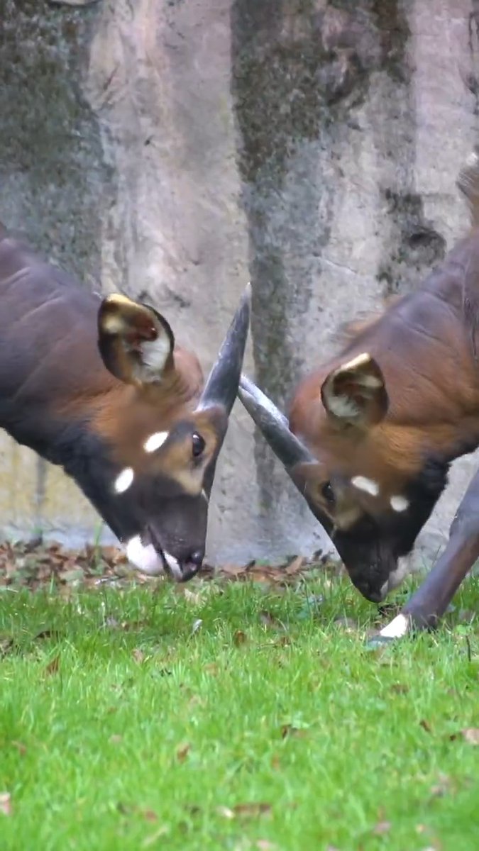 meet the bongos!