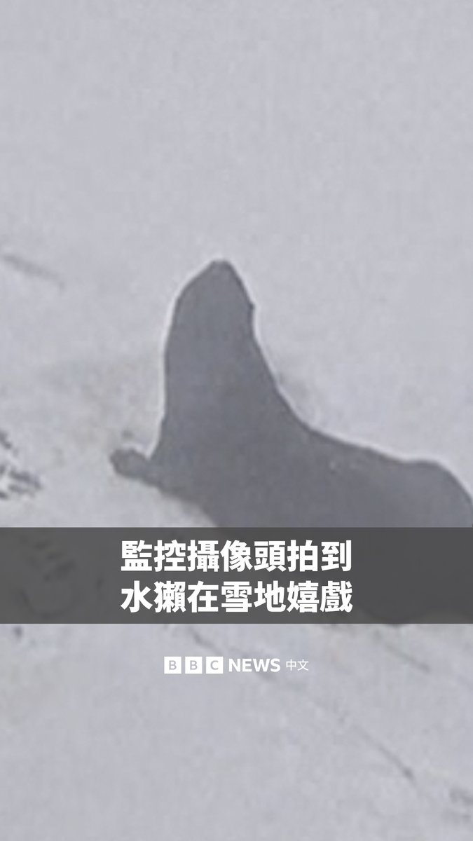 美国巴尔的摩的国家水族馆露台上，监控摄像头拍到了两只水獭在雪中嬉戏的画面。 近日，一场强烈的冬季风暴给美国多地带来暴雪和低温。美国东北部的数百万人处于紧急状态。