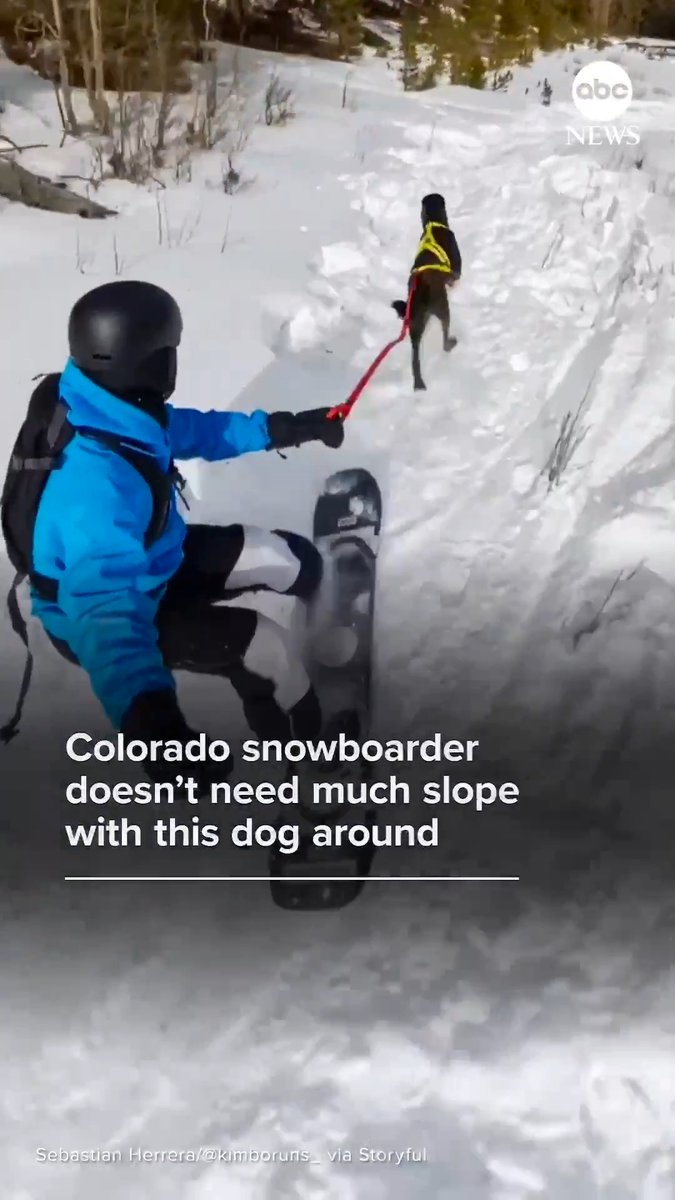This snowboarder doesn't need much slope to have a good time. He has Kimbo, the Dutch shepherd.