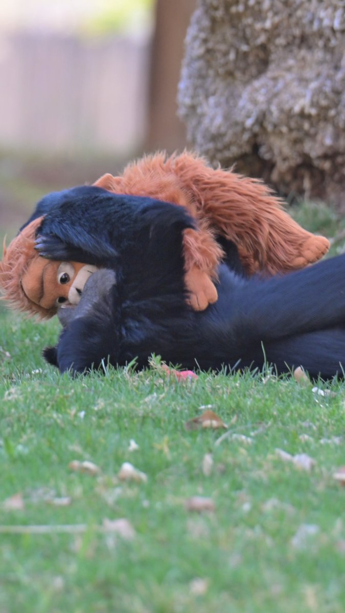 We heard something is trending about a primate and an orangutan stuffed animal? 🤔 While Bodie, the 4-year-old siamang, doesn't need a stand-in companion (since he has a tight-knit family with mom, dad, and a little brother), our team wanted to give him one for enrichment!