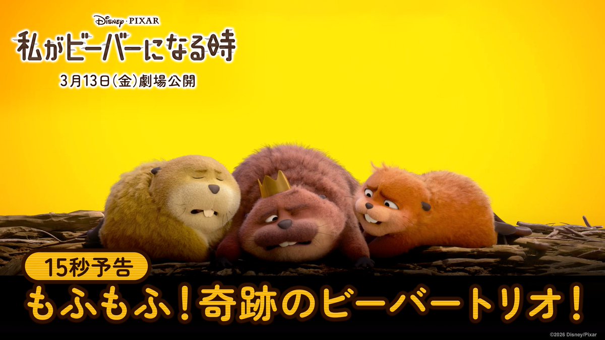 💥この春の主役は奇跡のビーバートリオ💥 1⃣中身は人間見た目はビーバー❗ ➜メイベル🦫 2⃣ハチャメチャ陽気な王様ビーバー👑 ➜キング・ジョージ🦫 3⃣食べられがちなのんびりビーバー🌟 ➜ローフ🦫 日本版エンドソングは PUFFYの「愛のしるし」✨ 『私がビーバーになる時』3/13（金）公開🦫