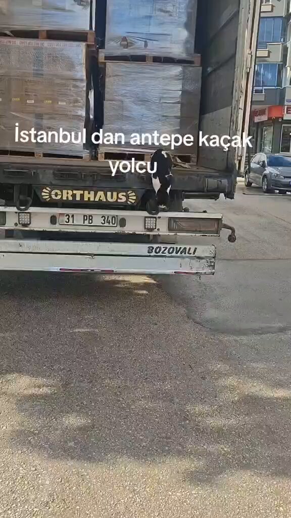 İstanbul'da uyumak için kamyonun dorsesine giren kedi gözlerini Gaziantep'de açtı.