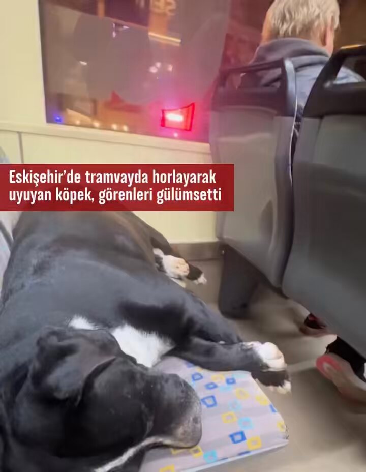 Eskişehir’de tramvayda yolculuk yapan köpeğin horladığı görüntüler sosyal medyada viral oldu.