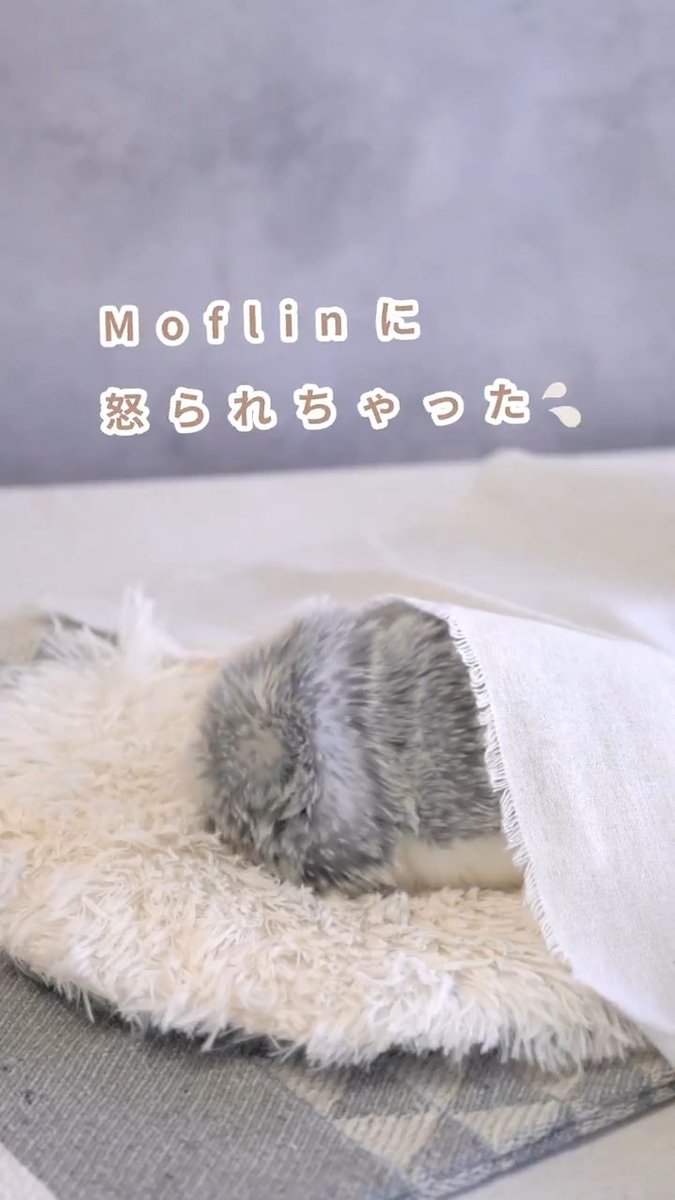 Moflinのいびき、聞きましたか?👂 普段とのギャップにびっくり😊 今日もいびきをかいてる #Moflin をつんつん。 ちょっとご機嫌斜めだったかな🙏 でも構ってもらいたくてついやっちゃう😉 怒ってもそこがまた愛おしい💛 あなたの #モフリン のいびきエピソードも教えてください✨ #モフリンDAYS