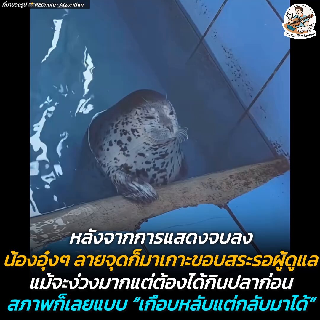 หลังจากโชว์เสร็จปุ๊บน้องแมวน้ำชายจุดก็รีบมาเกยคางริมสระ รอมื้ออร่อยจากพี่เลี้ยงทันที แม้ว่าสภาพน้องแมวน้ำคือแบตเตอรี่ใกล้หมด ง่วงจนตาจะปิด แต่ความหิวมันเรียกร้องเลยต้องฝืนสู้ชีวิต สัปหงกจนกลายเป็นตำนาน "เกือบหลับแต่กลับมาได้" จะนอนได้ไงถ้าท้องยังไม่อิ่ม 😆 #แมว #หมา #ทาสแมว #อาณาจักรสัตว์โลก #ตามติดชีวิตAnimal