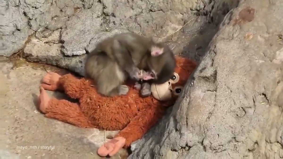 Punch the baby monkey has captured the world’s attention and heart. Now, he's growing up before our very eyes. David Muir shares an update on Punch, who is being embraced by his fellow primates more and more each day.