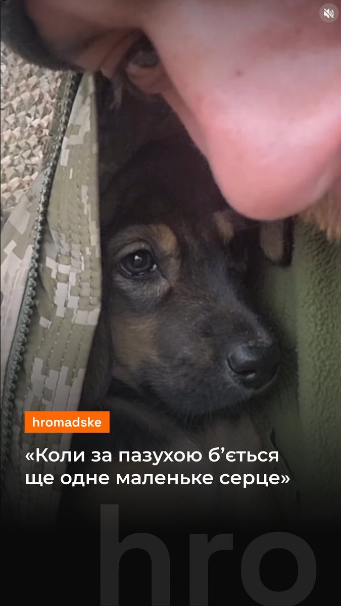 Військовий показав чотирилапого друга, який живе разом з ним Відео: olegkanivets18 / TikTok