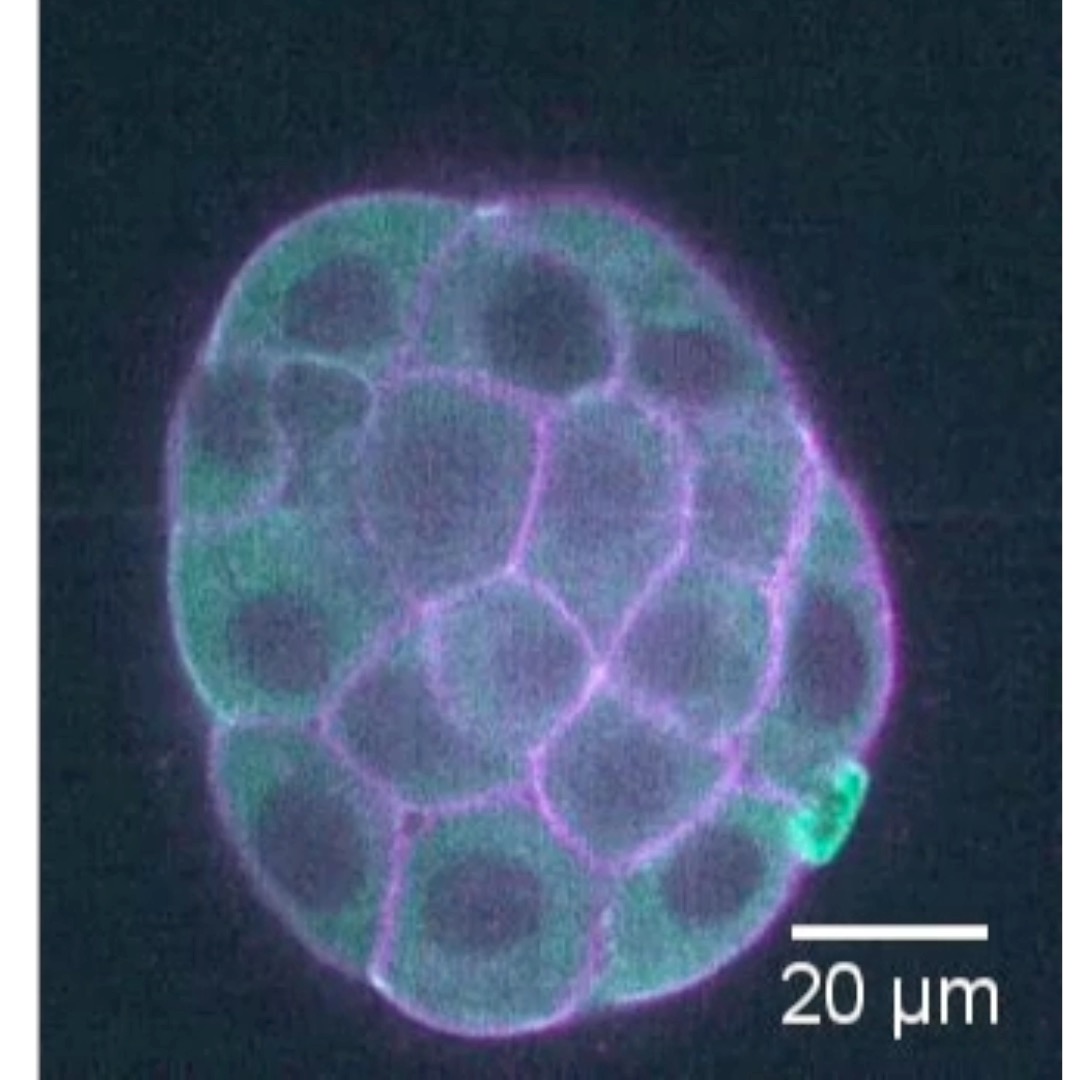 Observe this mouse blastocyst's transformation. At first, it seems as though the cell is almost self-destructing. But these fracturing mechanisms are actually constructive, creating a cavernous space for a mouse fetus to grow in.