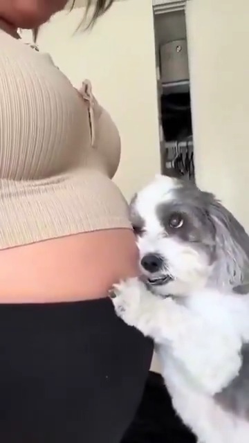 Sahibinin hamileliği boyunca ona büyük bir özenle eşlik eden minik köpek, şimdi yeni bir dost kazandı.