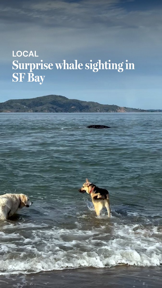 Beachgoers at Crissy Field caught a surprise whale sighting in San Francisco Bay Friday afternoon.