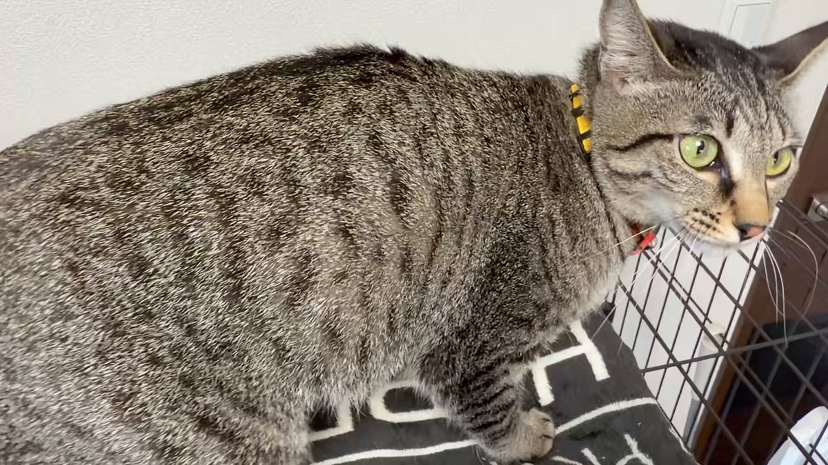 かえでちゃんは、自ら横になって「撫でて」スタイル🤭 最後は指ふみふみ😂
