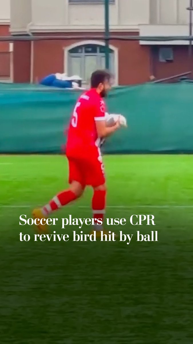 A player rushed to save a seagull after it was whacked by a soccer ball, performing CPR to revive the bird.