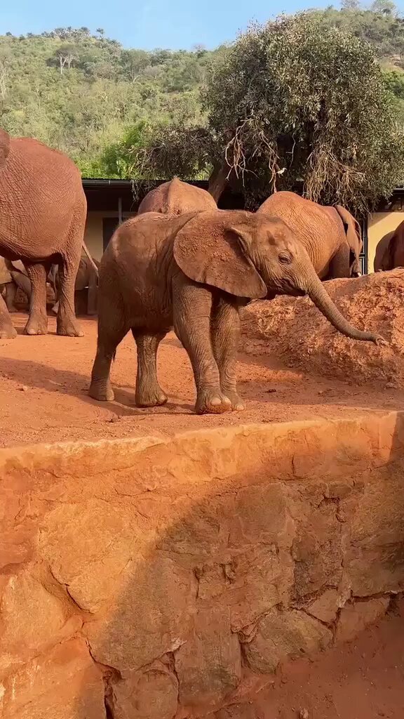 In July 2012, a two-year-old calf was found alone and emaciated on Mgeno Ranch, bordering Tsavo National Park. She had almost certainly lost her mother to poaching. Named after the area where she was found, Panda bypassed our Nairobi Nursery entirely and we raised her at Voi instead, surrounded by the older orphans who understood what she had been through. Now, this once-vulnerable youngster is a mother! In early December 2025, Panda came home for the holidays – and she brought someone with her: her daughter, Panya! Her name means "mouse" in Swahili and it suits her. We now get the privilege of watching Panya grow up when Panda visits, just like this! Remind yourself of the moment we first met Panya:
