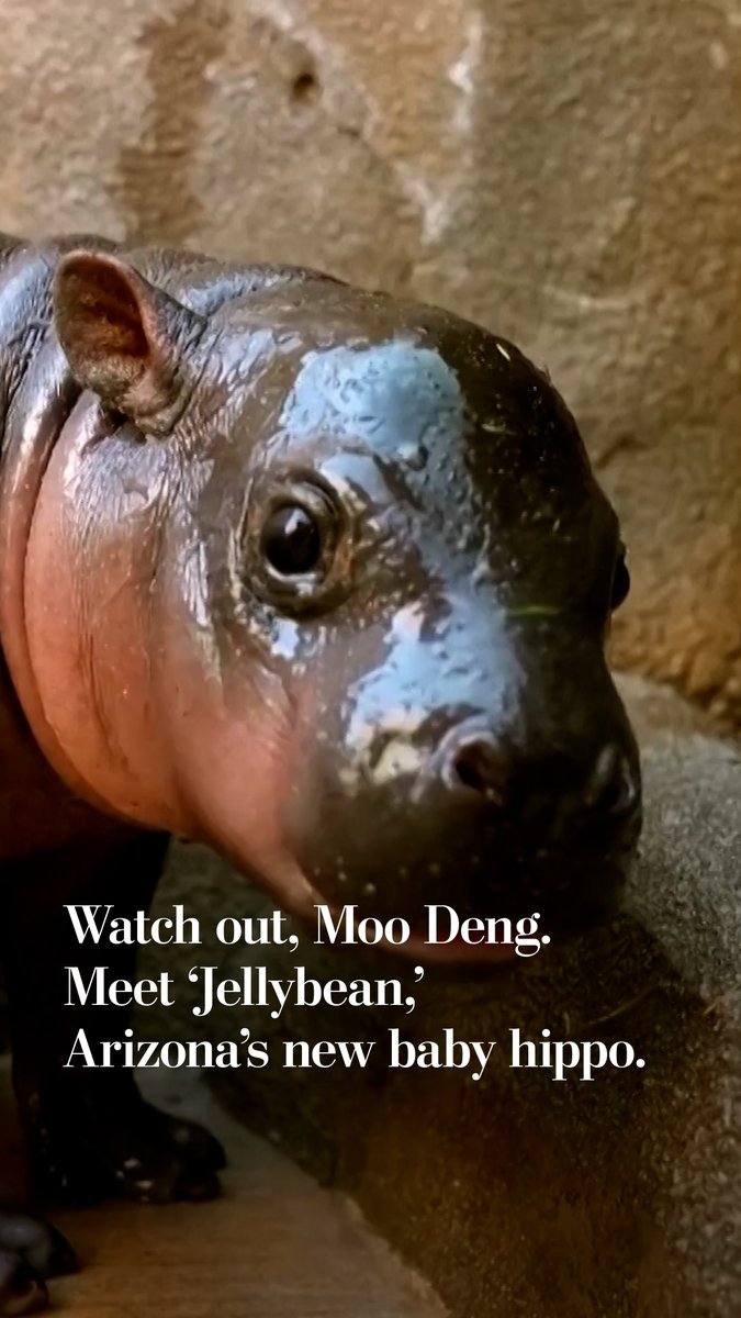 Wildlife World Zoo in Arizona recently welcomed Jellybean, a baby pygmy hippo named in a public candy-themed contest to match her mother, Lollipop, and father, Tootsie Roll. Zoo staff say Jellybean loves swimming and staying close to her mom, drawing crowds both online and at the enclosure. The zoo’s breeding program aims to help protect pygmy hippos, an endangered species much smaller than the common river hippo.