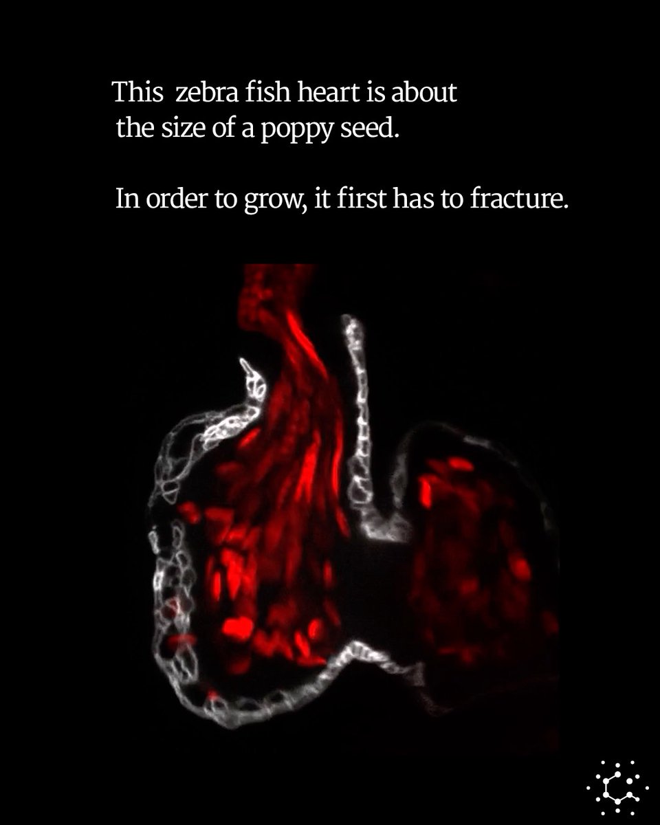 Living tissues can withstand immense forces, but no organ is quite as lively or forceful as the heart. The zebra fish heart — which is about the size of a poppy seed — beats 150 times per minute. It expands nearly twice its size and then contracts with each rhythmic pulse.