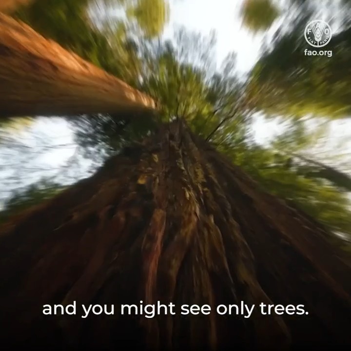 Forests power economies. They create jobs, support millions of livelihoods and contribute trillions to the global economy — providing clean water, climate regulation, energy, raw materials and ecotourism. Join us on 21 March to celebrate #ForestDay ➡️