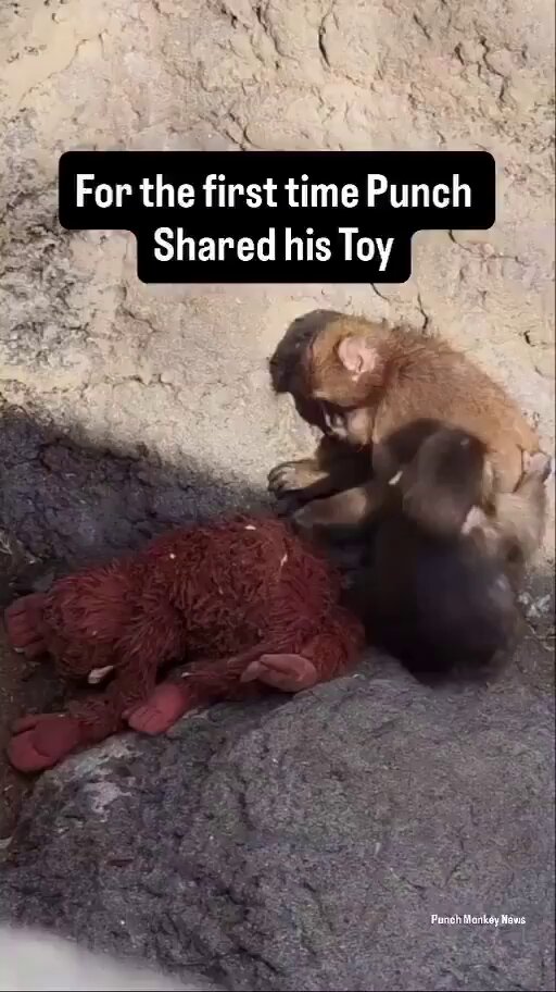 🚨 BREAKING NEWS — Milestone Moment For the first time, little Punch shared his plushie mama 🧸🐒