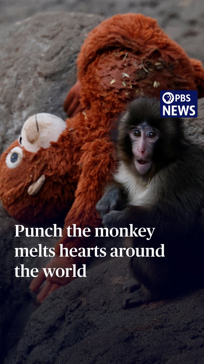 In Japan's Ichikawa City Zoo, a seven-month-old macaque named Punch has captured hearts worldwide. It's a story of rejection, vulnerability and the animal instinct for companionship. Abandoned by his own mother shortly after birth, zookeepers handed Punch a stuffed orangutan, he's hardly let go of it since. Now, zookeepers say Punch is showing small but hopeful sign of resilience. Stephanie Sy reports.