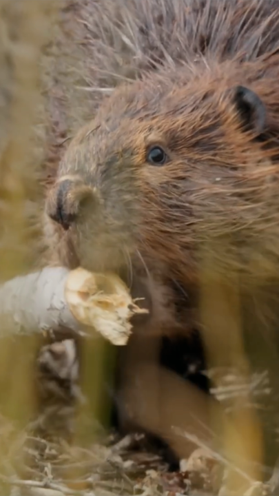 How do you bring an animated beaver to life? Start with the real thing... then give it a cute yellow jacket. 🦫 Join Nat Geo Explorer Christine Wilkinson, Piper Curda and Michelle Khare on their own research trip to explore the habitats that inspired Disney and Pixar's Hoppers.