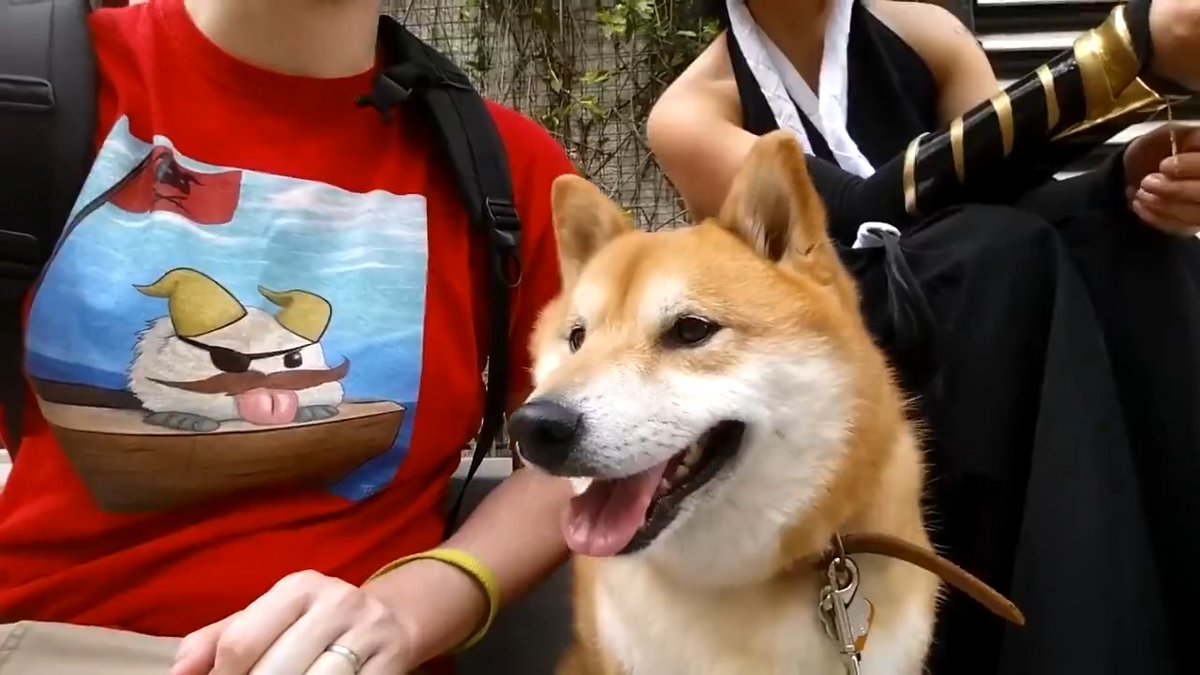 After 15 years and over 4,000 videos on this platform, my beloved Shiba Inu dog Bumi has peacefully passed away. He entertained millions of people online and tens of thousands in person at conventions. This video is Bumi doing what he did best in life, making people happy.