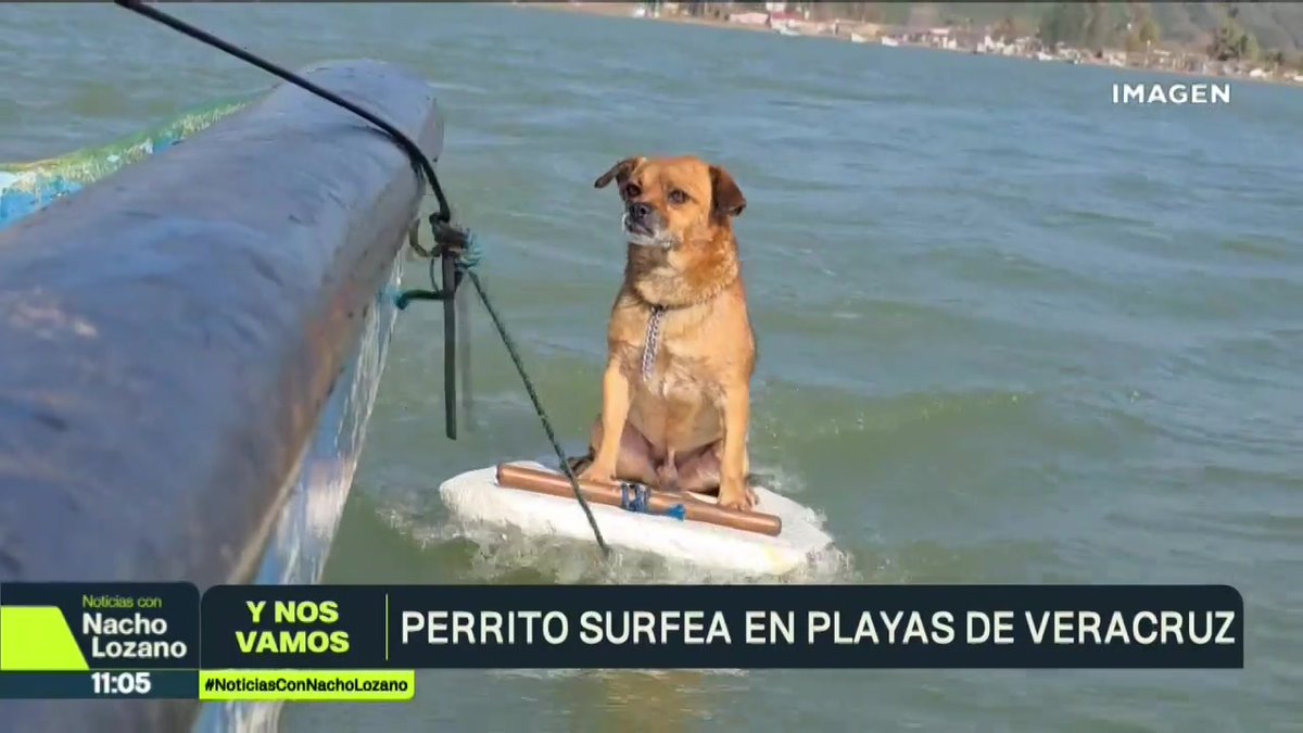A "Marihuano", un perro de 9 años de edad, le encanta surfear. Así se le ve en las playas de Alvarado, #Veracruz, cuando su dueño va a pescar y aprovecha para subirse a su tabla de #surf y equilibrarse en cada ola: