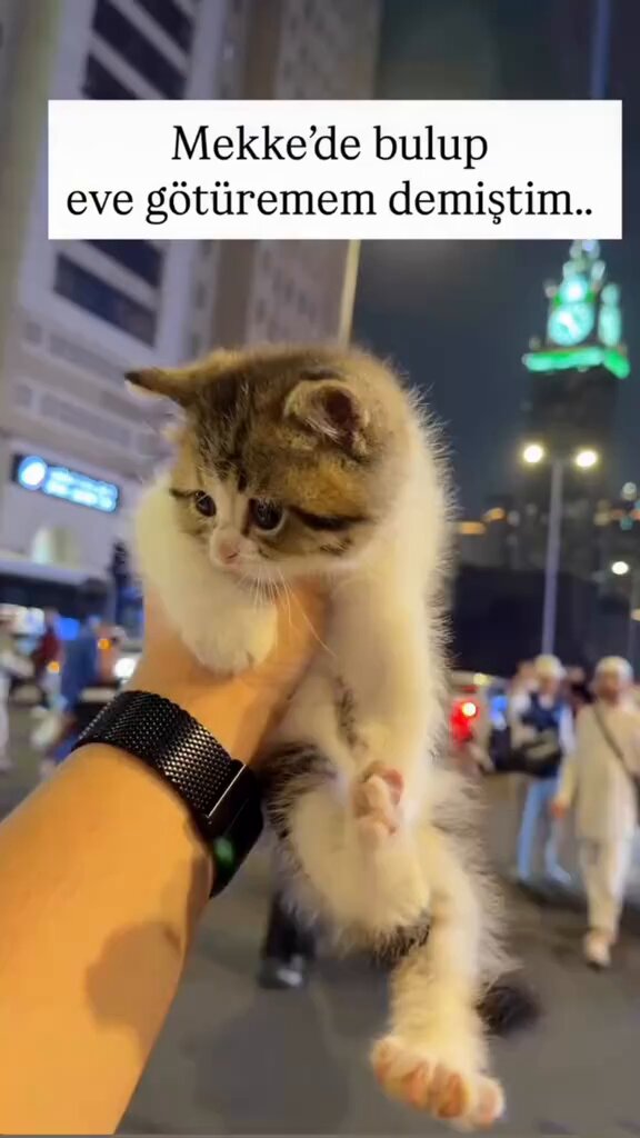 Mekke’de yaşayan bir Türk, sokakta karşılaştığı kediyi sahiplendi.