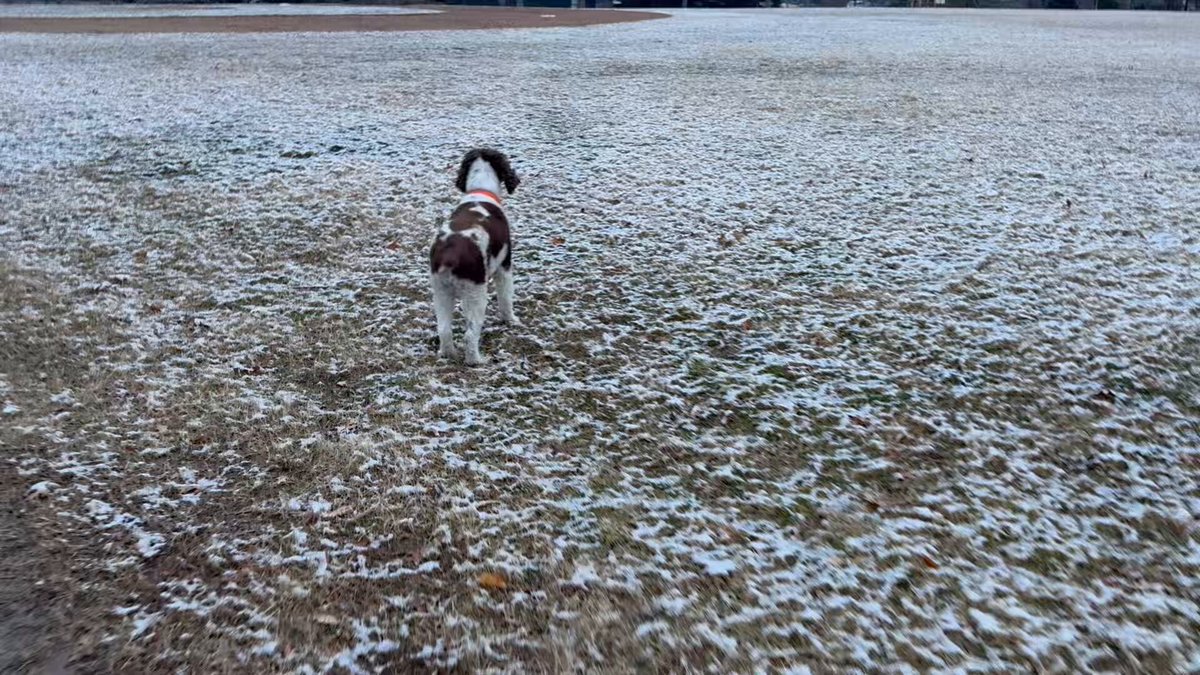 Spaniels call this “camo weather.”