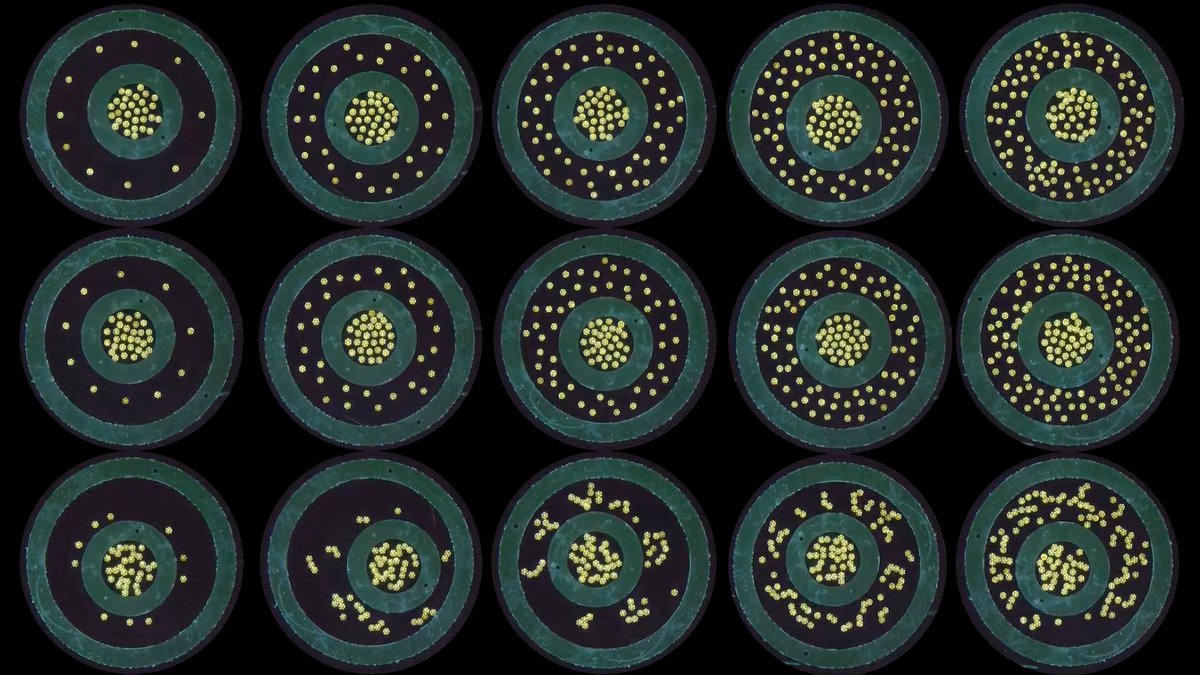 E pluribus unum – “out of many, one” – is not only a motto for the United States. It’s a good credo for microrobots. A research collaboration between Cornell and the Max Planck Institute for Intelligent Systems has shown how a swarm of microrobots spinning on a water surface can together generate the fluidic torque needed to manipulate passive structures without any physical contact. This collective behavior was demonstrated to operate gears and move objects, with the aim of eventually performing microscale tasks and biomedical procedures. “At small scales, contact-based manipulation can be limiting, and flow-based manipulation offers a great alternative,” said Kirstin Petersen, associate professor and an Aref and Manon Lahham Faculty Fellow in the Department of Electrical and Computer Engineering in Cornell Duffield College of Engineering and the paper’s co-senior author. “We’re showing that in spite of their size, adding more microrobots creates stronger flows and greater torque transfer.” The research published Feb. 25 in Science Advances. The lead author is Steven Ceron, Ph.D. ’22, now an assistant professor at the University of Michigan. More: