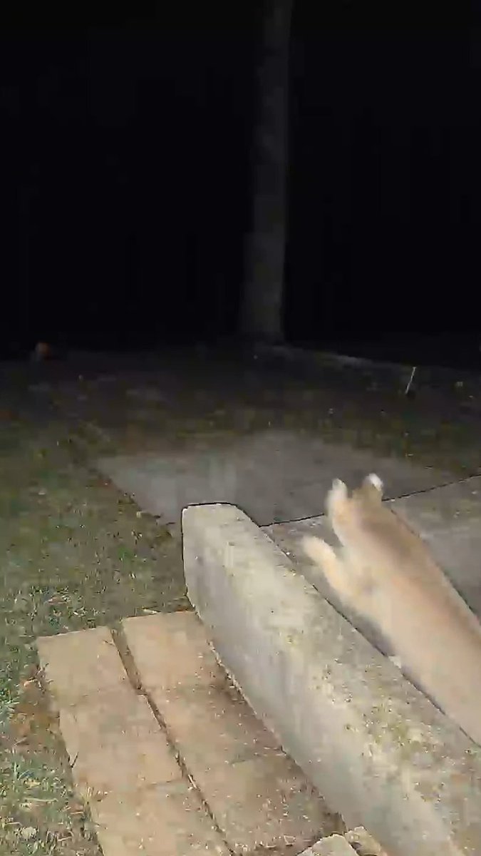 Rick Gruen sent us this video of a bobcat prowling in the middle of Price Hill.
