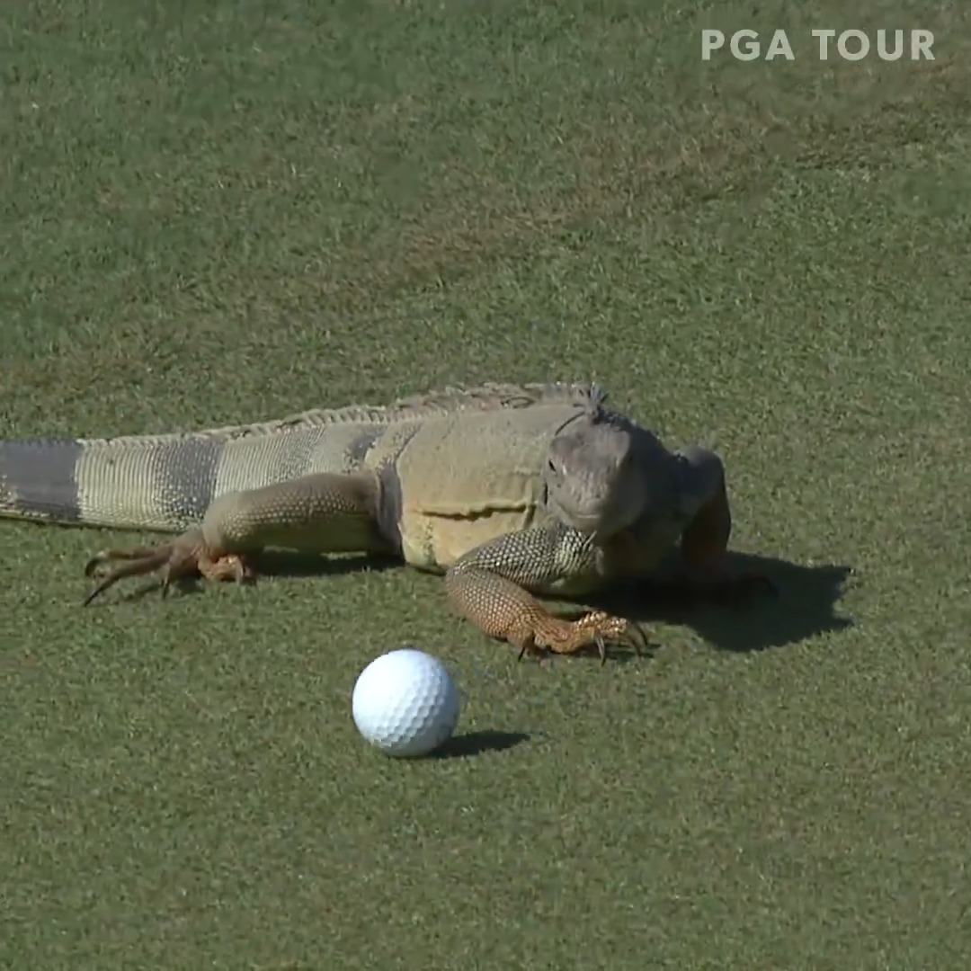 Oops, not my ball 😅🦎 Puerto Rico Open ⛳️ | #TOURVault