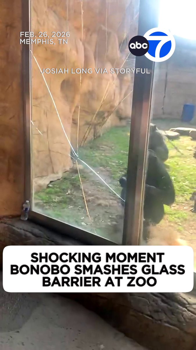 Memphis Zoo temporarily closed its bonobo habitat after one of the animals smashed a layer of safety glass at the exhibit, according to the zoo. The bonobo was not injured, and no guests were hurt. The zoo said that the bonobos may have been triggered by “disruptive behavior” and emphasized the importance of respectful conduct around the exhibits. Josiah Long, who captured the video, said he and his friends were beating their chests “a little bit, not really expecting anything” to happen before the bonobo jumped at the glass.