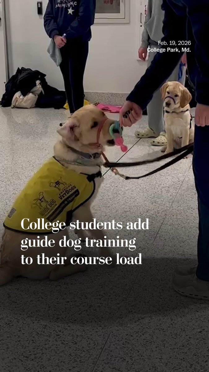 The Guide Dog Foundation for the Blind is a nonprofit that provides service dogs to people with vision impairments. It, along with similar organizations, has recently been relying on college students to help train the pups.