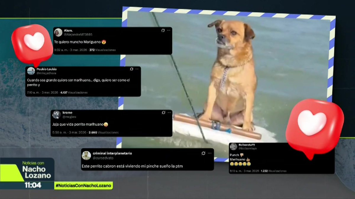 “Cuando sea grande quiero ser Marihuano”, así es como el perro surfista de Alvarado, #Veracruz, ha conmocionado las redes sociales. Este can acompaña a su dueño a pescar y aprovecha para montarse en su tabla y equilibrarse en cada ola: