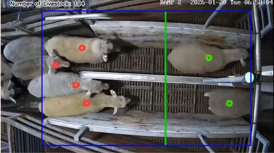 Australia with an interesting AI vision use case: ◽️abattoirs — aka livestock slaughterhouses — are using AI to count sheep (literally) ◽️the process typically employs farmhands ("jackaroos") and they count animals up to 8x between farm and slaughterhouse ◽️since lamb and wool exports are so important, disagreements over the official count "cause friction between farmers, truck drivers and abattoirs as well as trigger recounts to ensure the right number of animals have been paid for", per FT ◽️one of Australia's largest abattoirs (V&V Walsh) installed a new AI counting system this year ◽️camera embedded with AI "count the animals off the trucks and into the lairages, the pens that hold animals before they are taken to the killing floor" ◽️AI also being used for precision cutting of carcasses, product labelling, identifying meat type (beef, lamb), monitoring animal health and ensuring no tainted meat gets boxed for market FT interviewed one jackaroo who had counted 37 million sheep over his 60-year career (just dialled in). He likes the new tech. These new AI systems are particularly relevant as lamb prices up 33% this year and industry seeing huge wool demand.