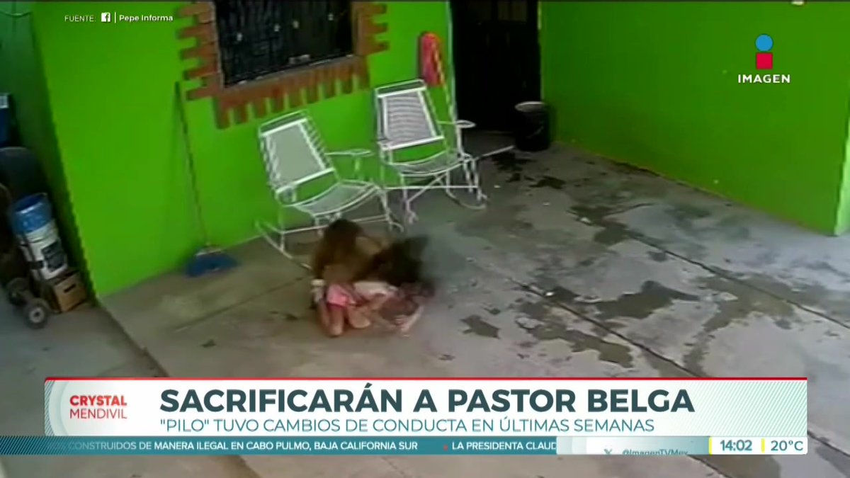 Sacrificarán al perro que atacó a una niña de 7 años en #Frontera, #Coahuila. #NoticiasImagen #YoTeVeo #ImagenNoticias con Crystal Mendivil Imagen Crystal