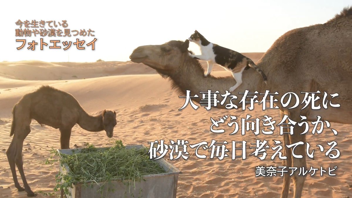 大事な動物家族との別れを経験した方、 そして、これから経験するかもしれない方へ 深く答えの見つからない葛藤や後悔と向き合わなくてはならないとき、 落としどころを見つけられるきっかけになれたらーー 砂漠で20年考え続けた、喪失との向き合い方が一冊に