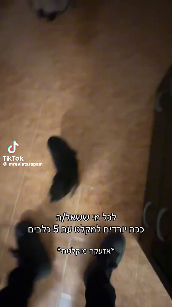 An Israeli who has 5 dogs as pets takes all of them to the bomb shelter when sirens go off. Dogs in Israel are literally considered part of the family.