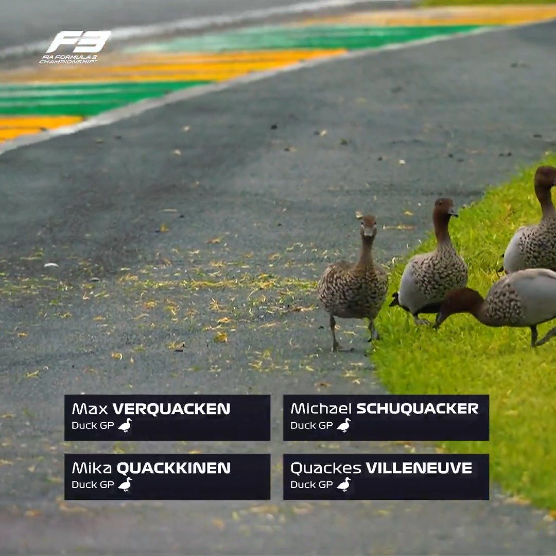 There was some quacking action in Melbourne last year 🦆 None of them could fly with our Feature Race winner, Rafael Quackmara though 🇧🇷😉 #F3 #AusGP