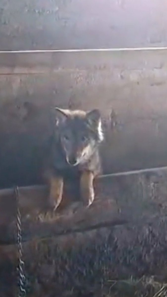Neočekivani gost u štali u 🇲🇪 – Vuk miran kao jagnje 🐺