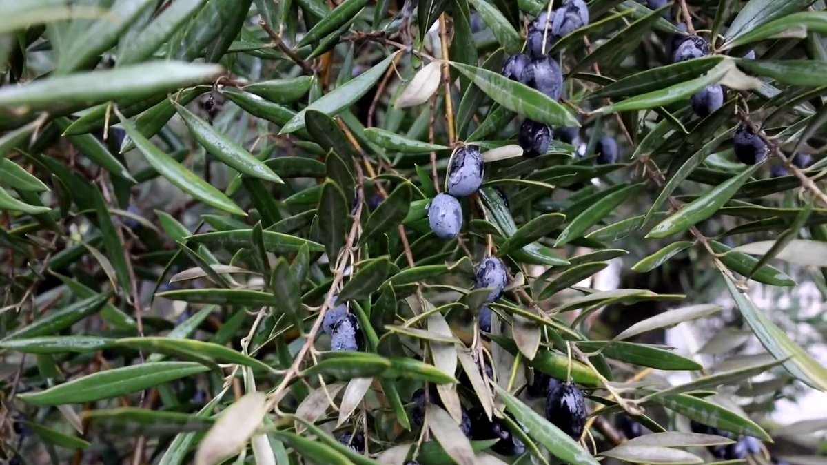 Olive oil producers in Andalusia fear an uncertain future for Spain's flagship product after US President Trump threatened a trade embargo